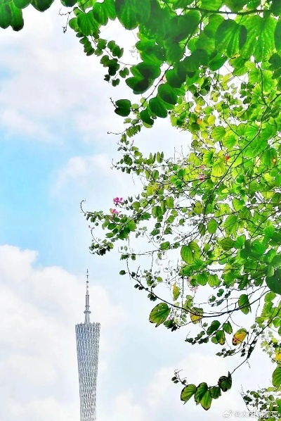 广州天气,一座城市的热烈与温柔 广州天气,一座城市的热烈与温柔